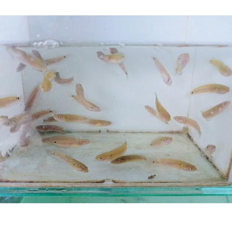 Ready Stok CANA ASIATIKA WS 3-4cm