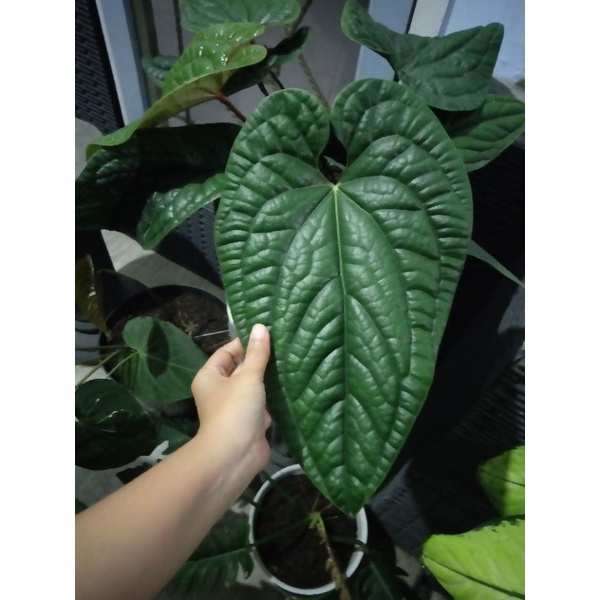 Anthurium luxurians indukan.