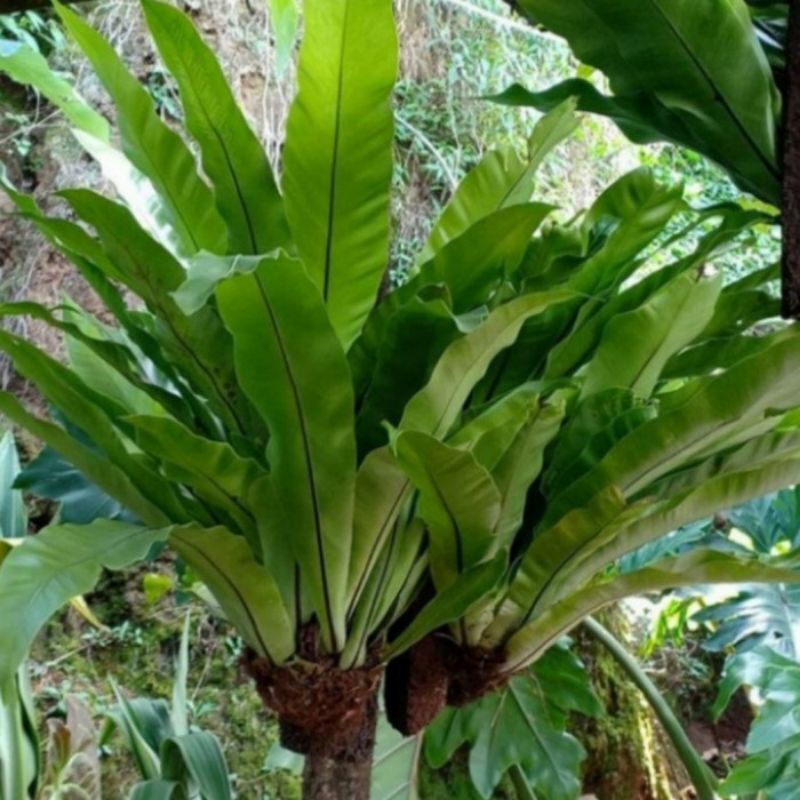 Kadaka Super Jumbo Raksasa / Kadaka Hutan Jumbo Tanaman Hias / Kadaka Sarang Burung / Bibit Kadaka T