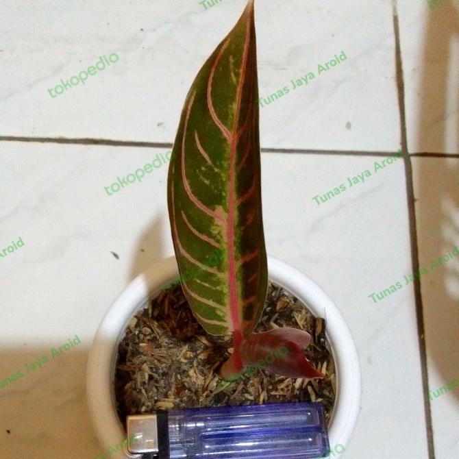 PROMONew aglonema baby red sumatera daun 2-3 anak samping