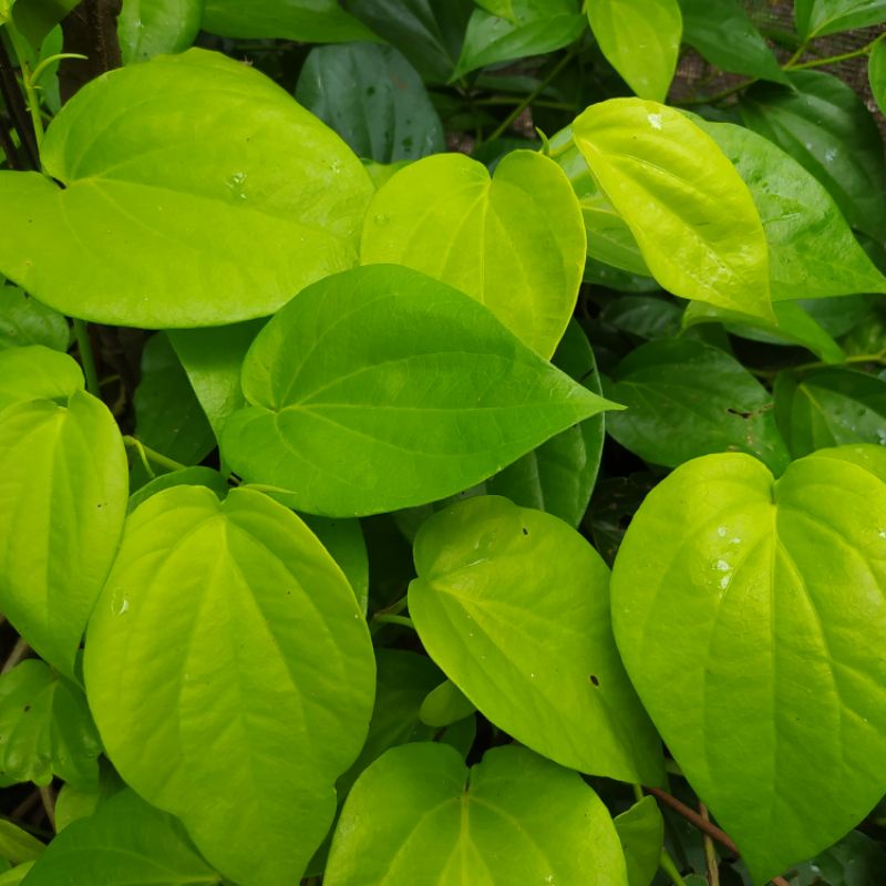 

Daun sirih hijau segar fresh di petik langsung dari kebun 100 lembar