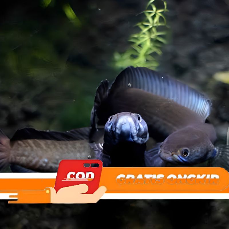 Channa Andrao pair proven 14/15cm