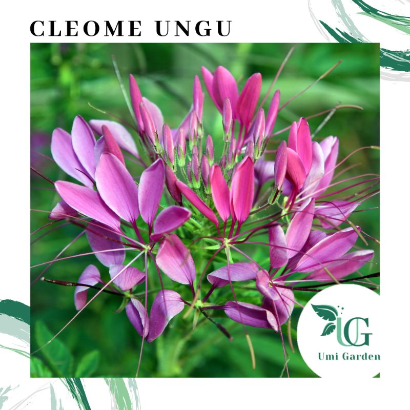 10 Biji Benih Bunga Cleome Laba Laba Kumis Kucing Ungu