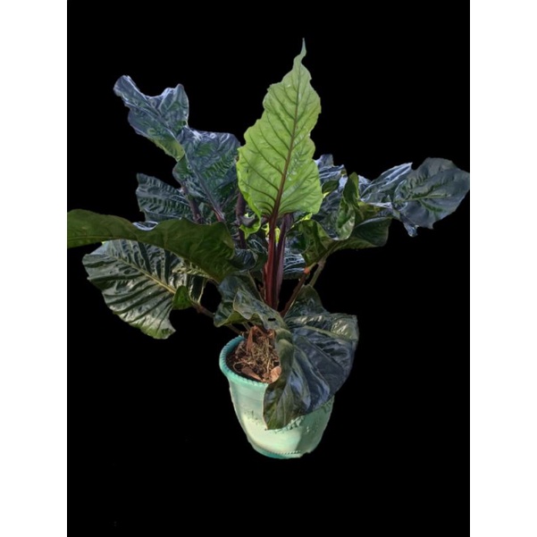 Anthurium Hokeri Black Termurah/Bibit Anthurium Hokeri Hitam murah