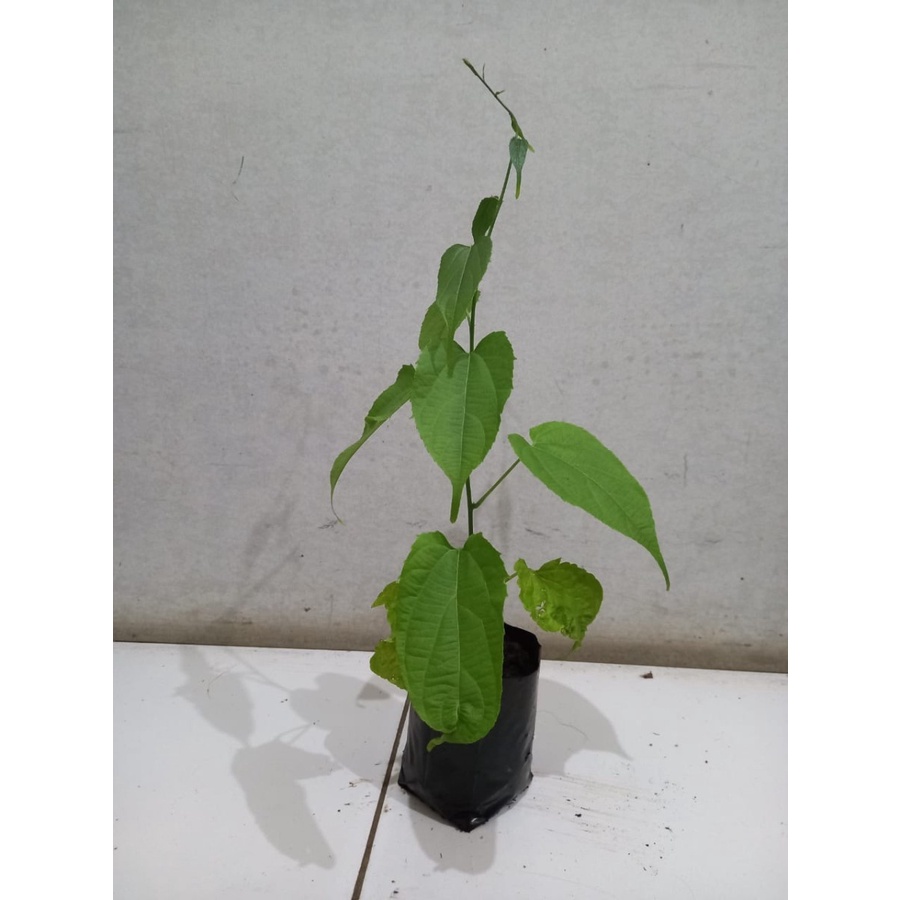 Paket 10 Tanaman kacang sacha inchi