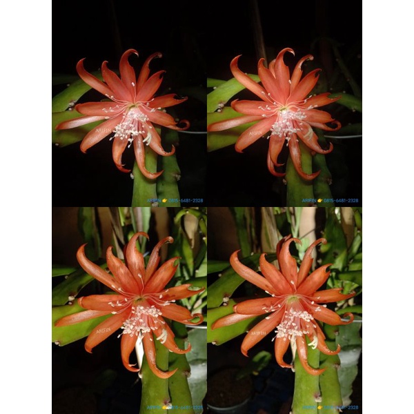 Tanaman Hias Wijaya Kusuma Hibrid ID MOYA