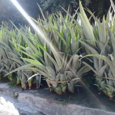 Bisa Di Banyar Di Tempat Atau Cod Bibit Nanas Madu Jumbo Daun Tanpa Duri ( Asli Gunung Kelud)