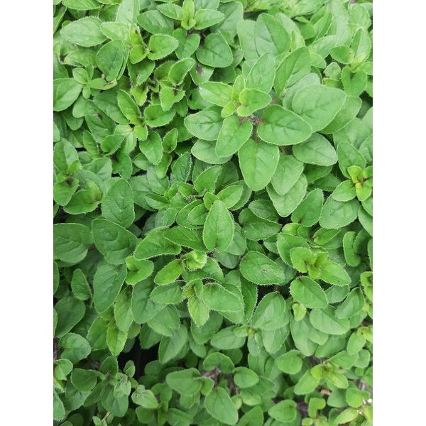 Indukan Oregano, Tanaman Oregano, Rimbun