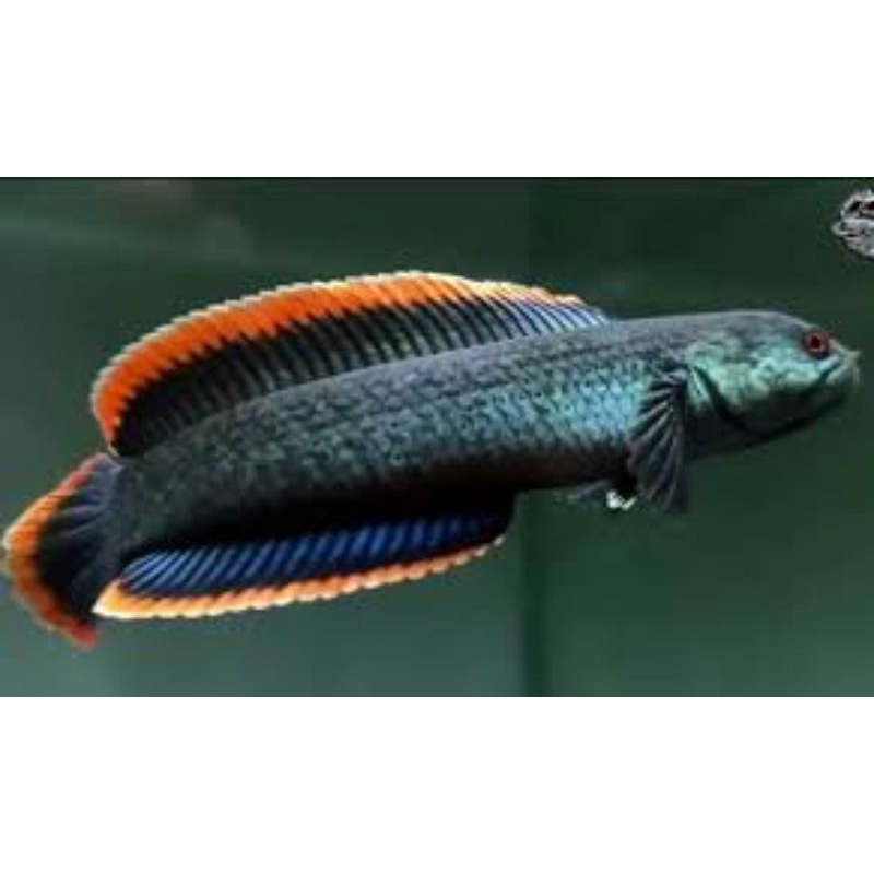 ikan cana limbata rim tebal