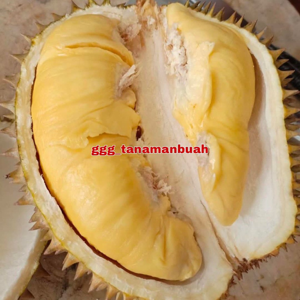 Bibit Durian Mimang Super