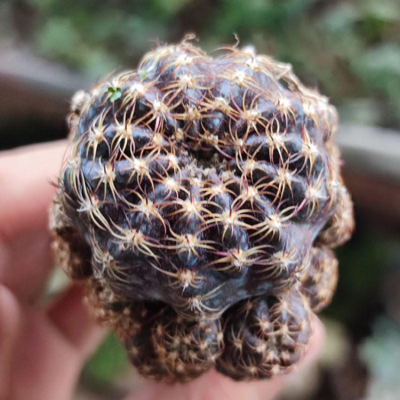 Kaktus Lobivia Arachnacantha Cluster Graft