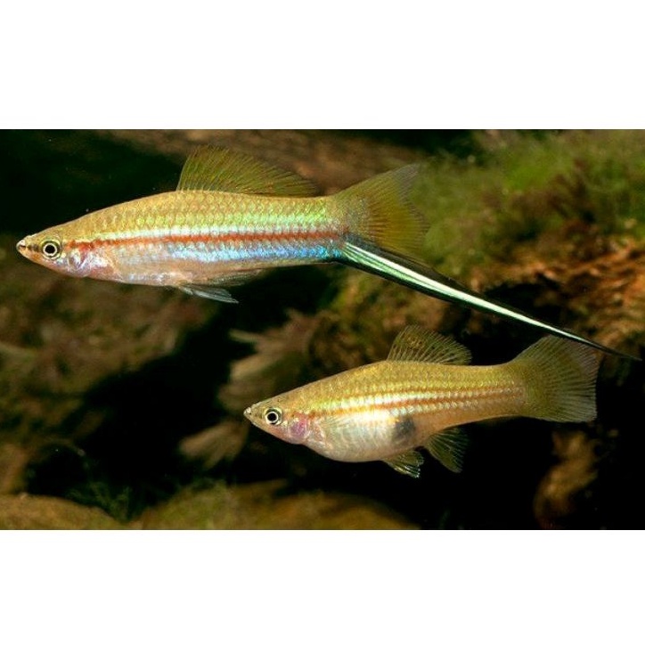 Ikan ekor pedang Swordtail