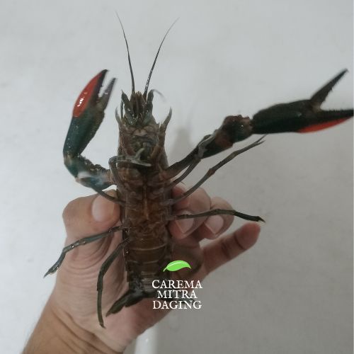 LOBSTER AIR TAWAR Fresh Frozen kemasan 500g