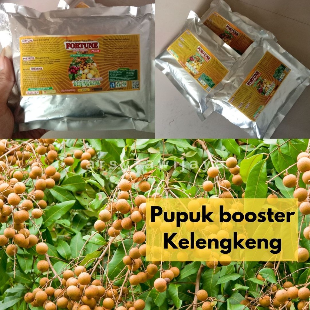 pupuk kelengkeng cepat berbuah - pupuk kelengkeng booster - booster kelengkeng cepat berbuah - pupuk