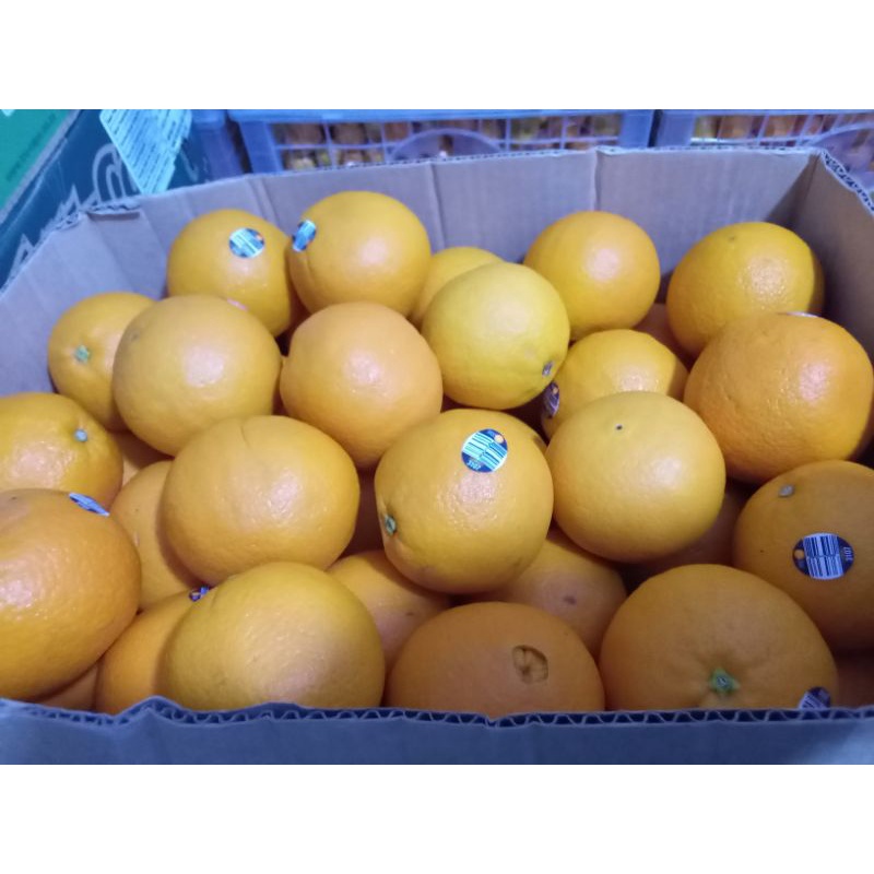 

Jeruk Sunkist Valencia Import