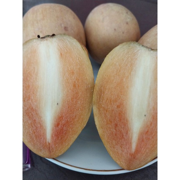 

SAWO MADU 1,5 KG-TUA-MANIIIS-BUAHNYA,PETIK-DADAKAN