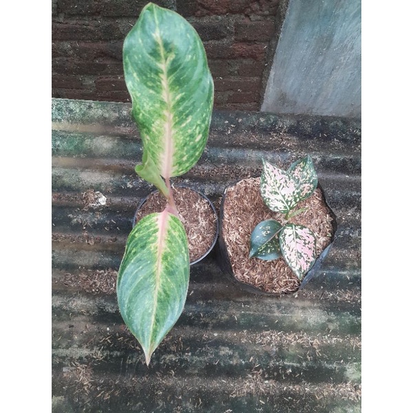 aglonema Obama dan komkom barang sehat
