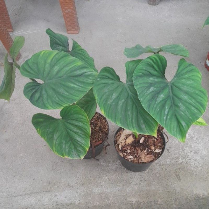 tanaman philo plowmanii back face