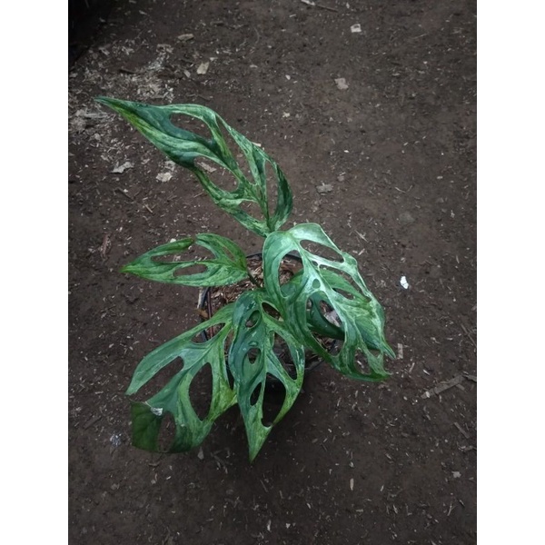 Janda Bolong Varigata Lokal