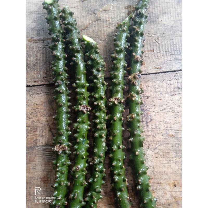 

Brotowali Segar Murah Organik