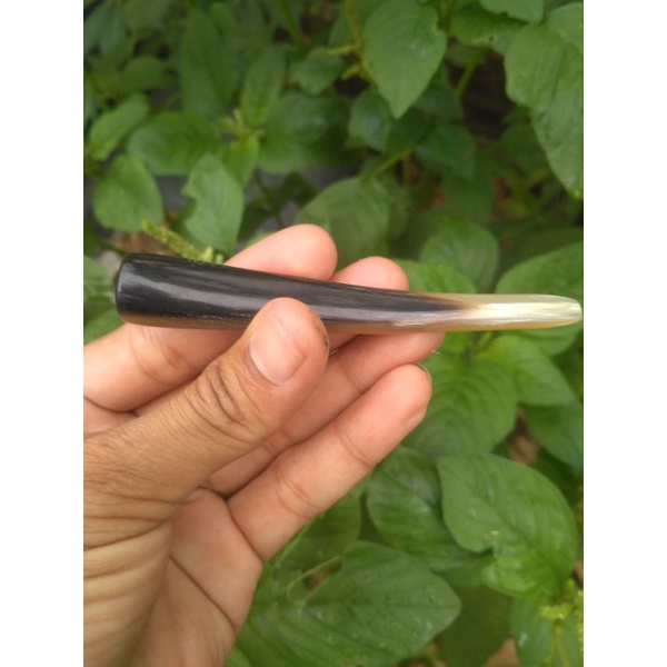 cangklong kombinasi tanduk sapi