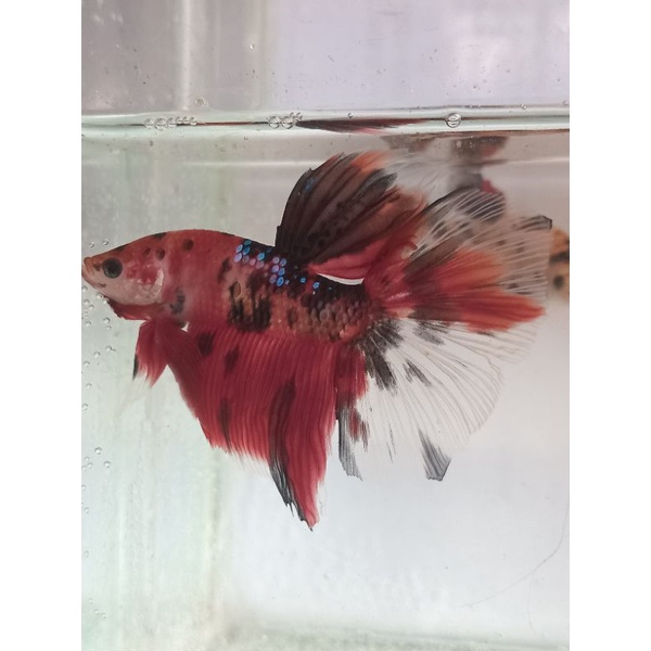 ikan cupang hm multi