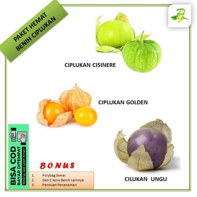 Paket Benih Biji Ciplukan - PAKET CIPLUKAN