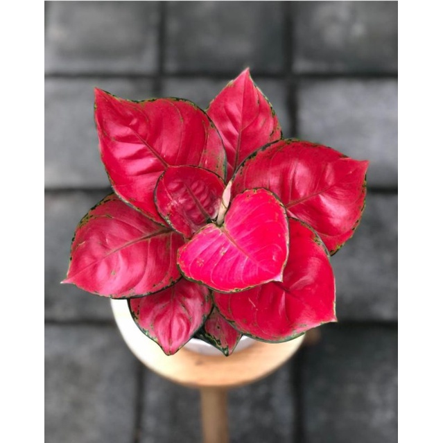 aglonema red anjamani remaja - bunga aglonema red anjamani - aglonema merah - aglonema - tanaman hia