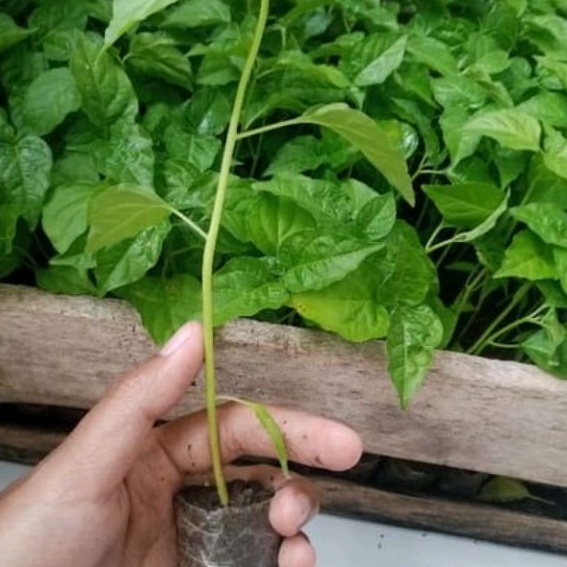 DIARY PETANI - Bibit Caberawit Setan Siap Tanam Tinggi 10 - 15 cm