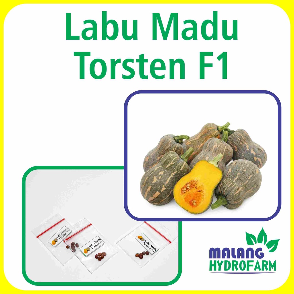 Benih Labu Madu Torsten F1 hibrida Unggulan Berkualitas biji bibit repack buah kuning hydroponik hid