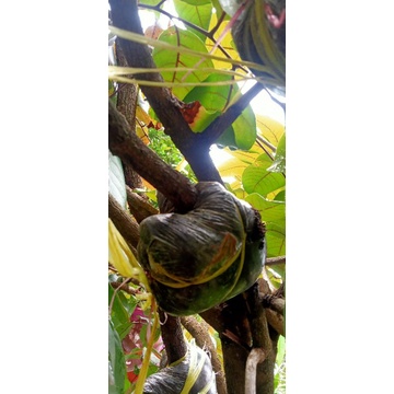 bibit fresh cangkok kelengkeng merah