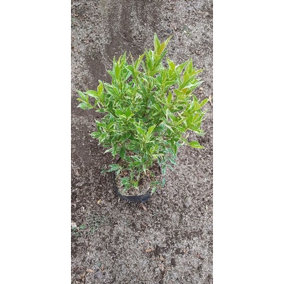 Tanaman Hias Taman Pucuk Merah Varigata - Pohon Pucuk Merah Varigata