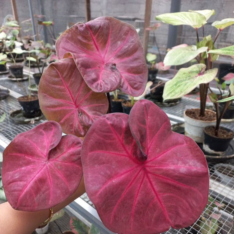 Bibit Caladium Red Sweety / Bibit keladi Red Sweety
