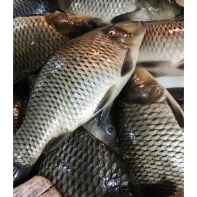 

cibiru - ikan mas fress 1kg