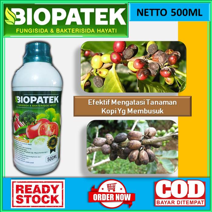 OBAT BUSUK TANAMAN KOPI - mengatasi penyebab terjadinya pembusukan pada tanaman kopi [BIOPATEK 500mL