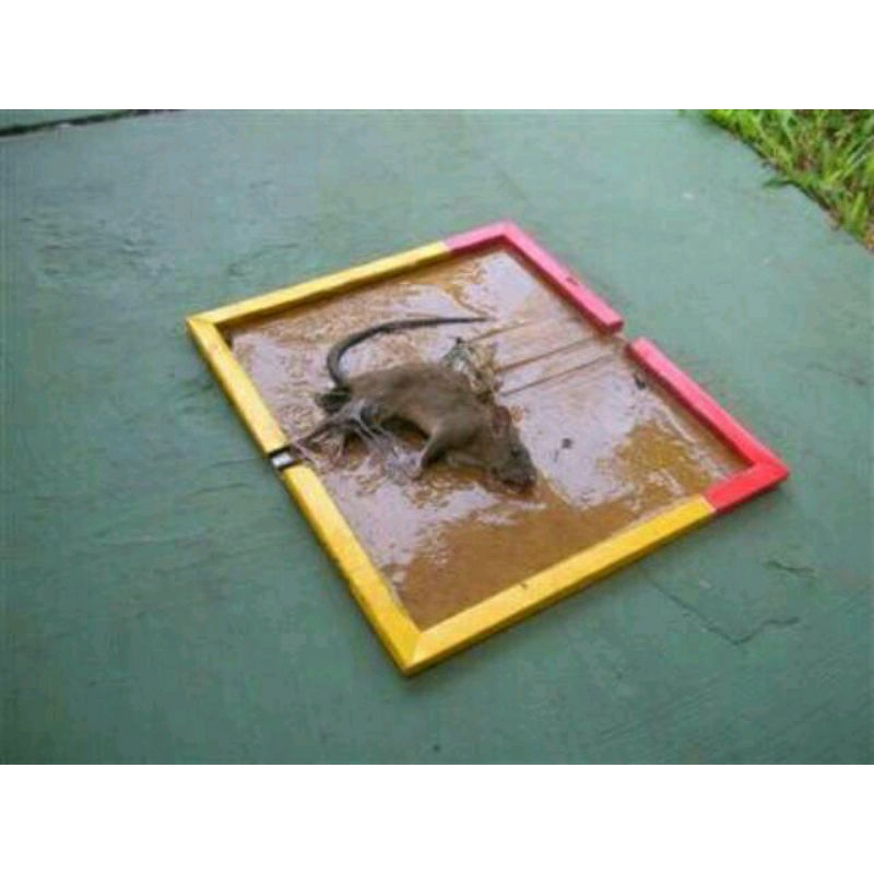 Lem Tikus Perangkap Tikus Papan