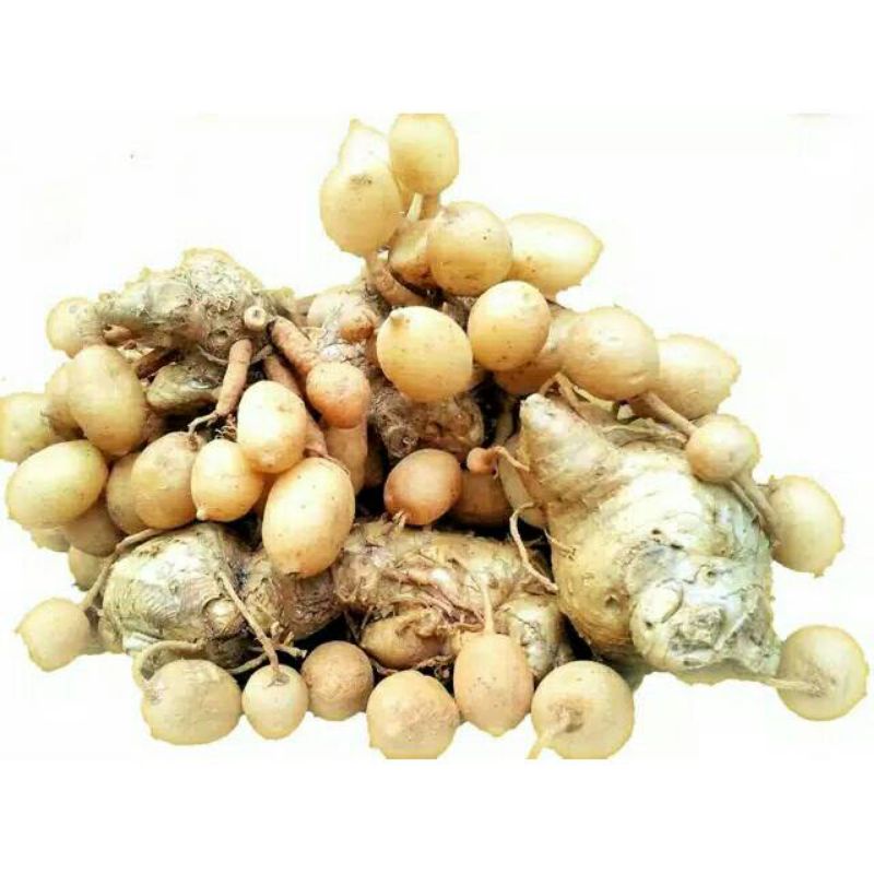 

herbal fresh Kunci pepet 500gr