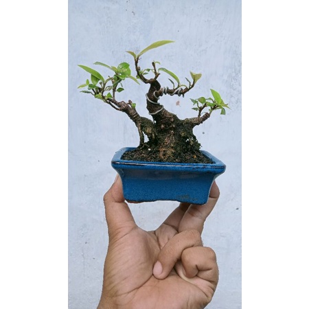 bonsai iprik mini