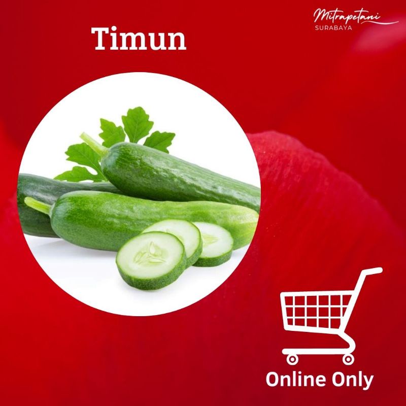 

Mentimun 500 gram,timun segar,timur sayur