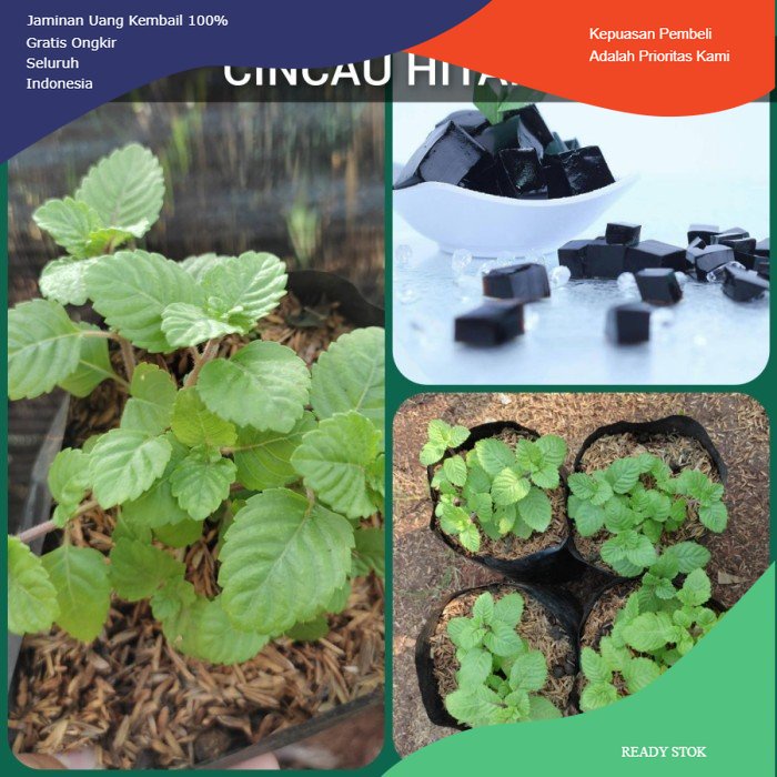 Bibit tanaman Cincau hitam - Cincau hitam / janggelan - Tanaman herbal