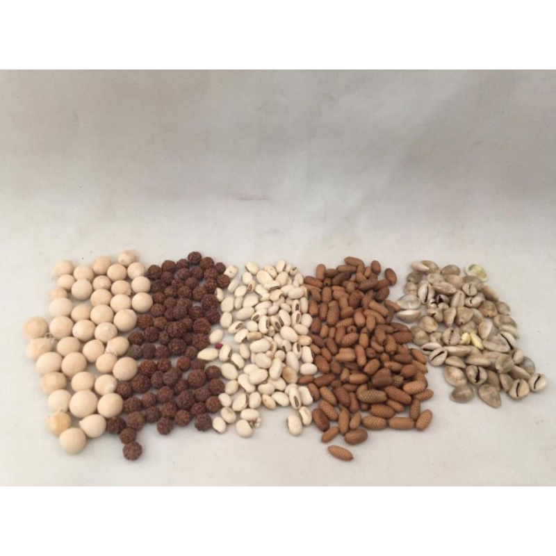 Biji-bijian Nyamplung Kerang Koro Nyamplung Kering Pinus 250grm | Kerajinan | Mainan Edukasi