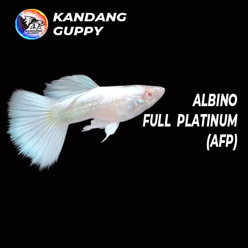 (AFP)ALBINO FULL PLATINUM