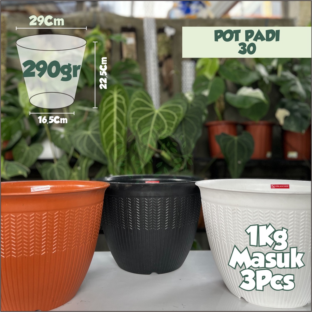 Pot CJP Padi 30 Motif Timbul Benih Padi Unik Lucu Cocok Untuk Dalam Ruangan