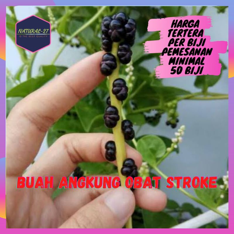 Buah Angkung Segar Asli Obat Stroke isi 100 biji Buah Angkung 100% Herbal Organik