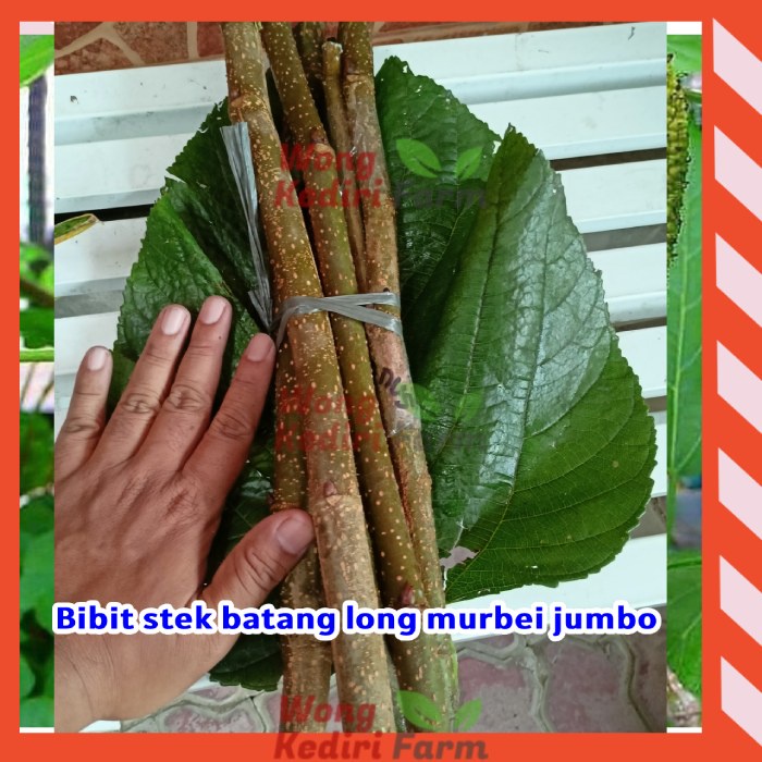 Bibit Murbei Jumbo / Long Murbei Besar Cepat Berbuah