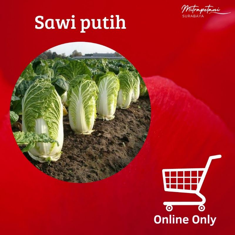 

Sawi putih, sayur sawi putih, sawi putih segar