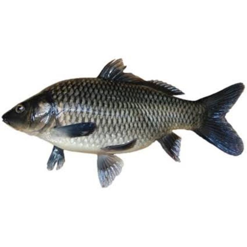 

ikan mas 1/4kg