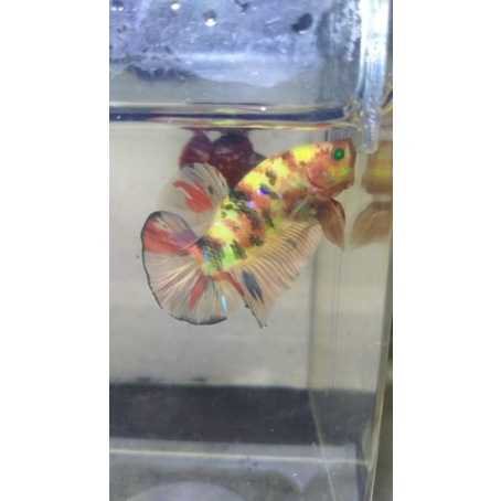 ikan cupang nemo glowfish
