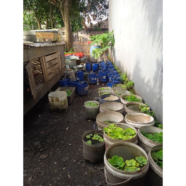 Cupang HM Nemo 1 Pair [Real Video]