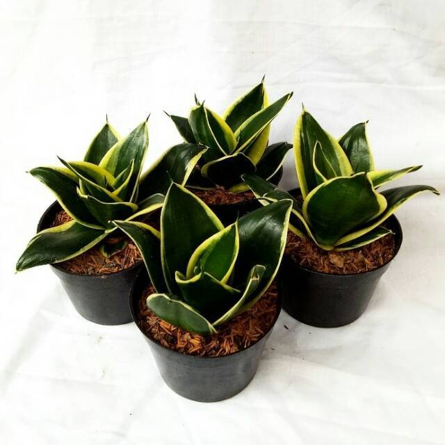 Tanaman Sanseivera Pagoda murah